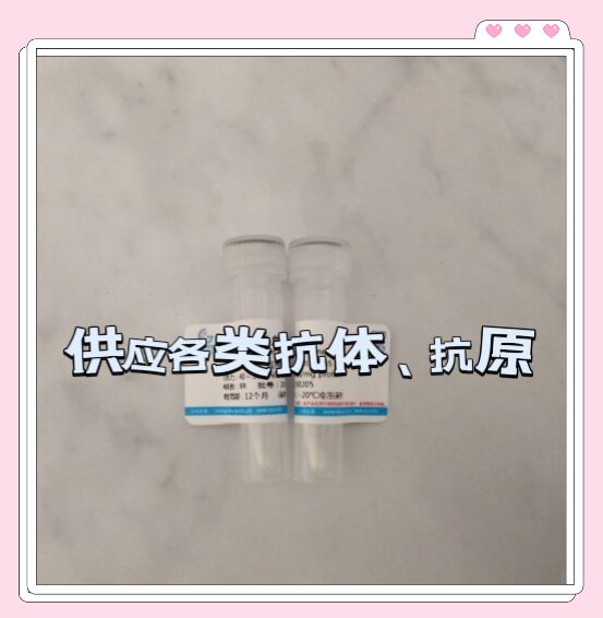 小鼠抗乙肝e抗原